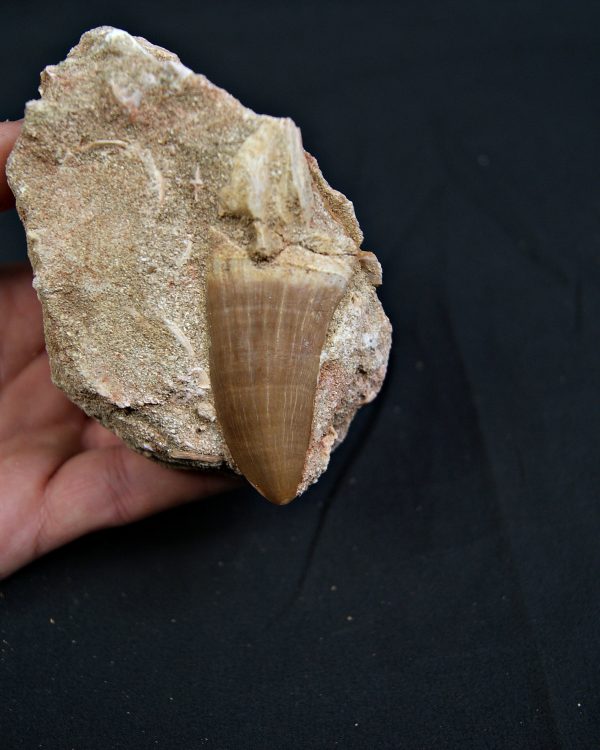 SONY DSC Diente fósil de Hainosaurus en matriz