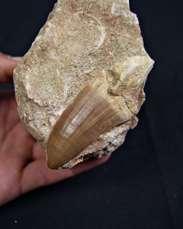 SONY DSC Diente fósil de Hainosaurus en matriz