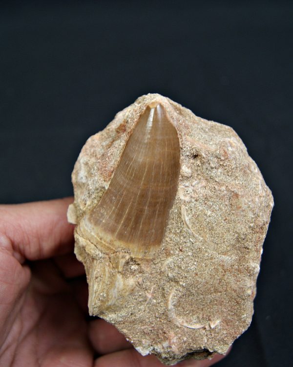 SONY DSC Diente fósil de Hainosaurus en matriz