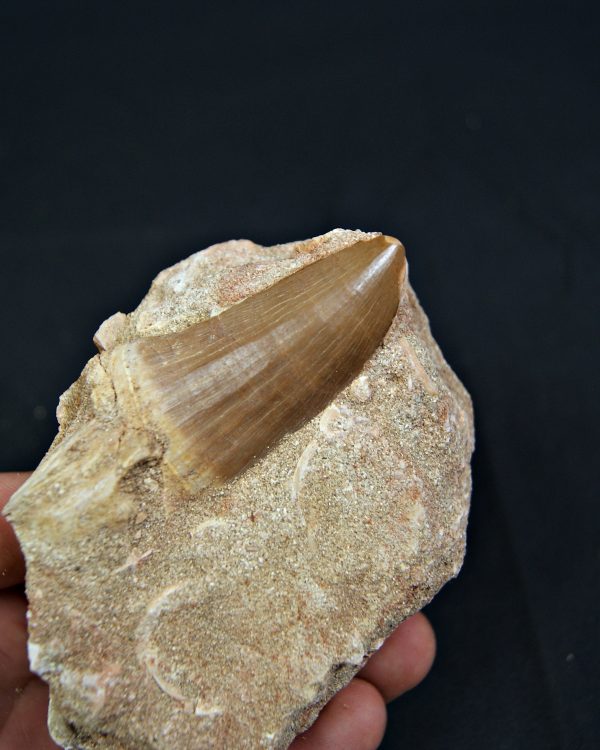 SONY DSC Diente fósil de Hainosaurus en matriz