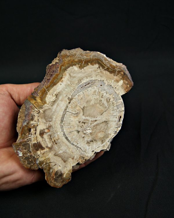 Madera fósil de conífera