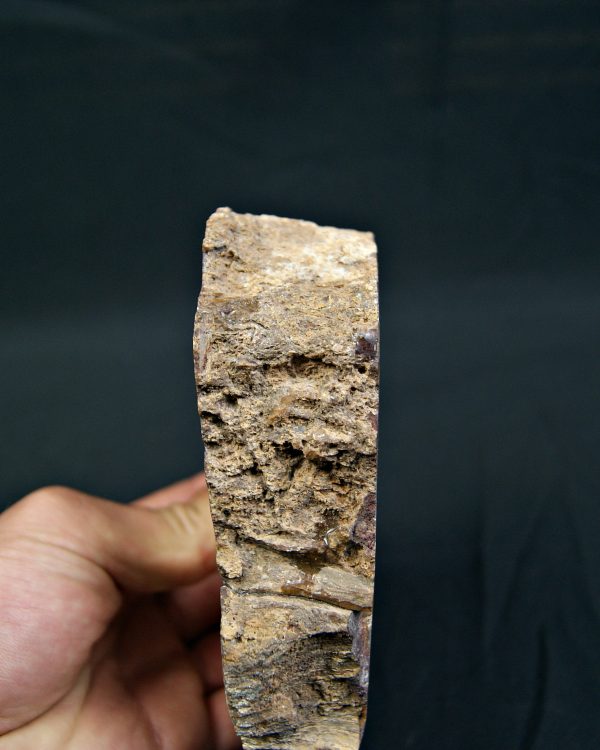 Madera fósil de conífera