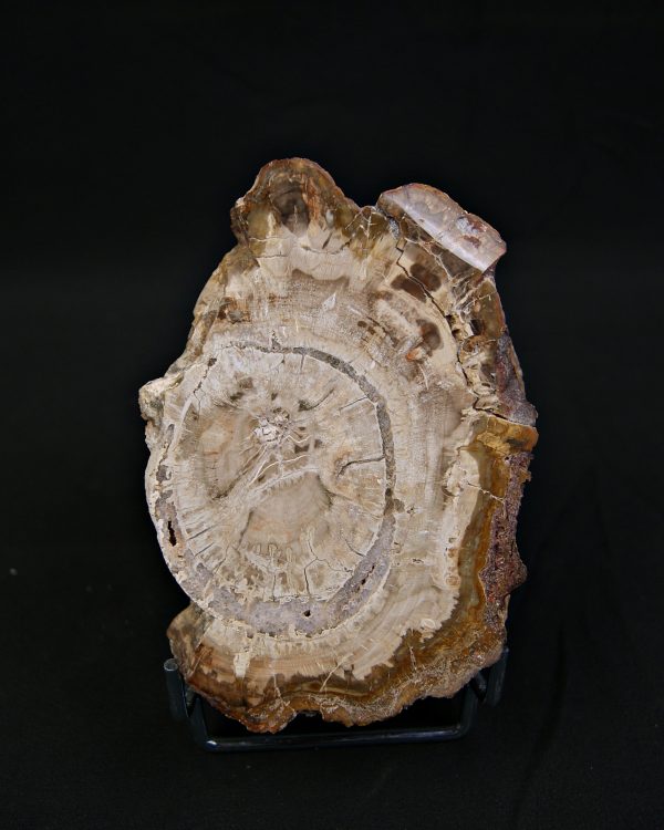 Madera fósil de conífera