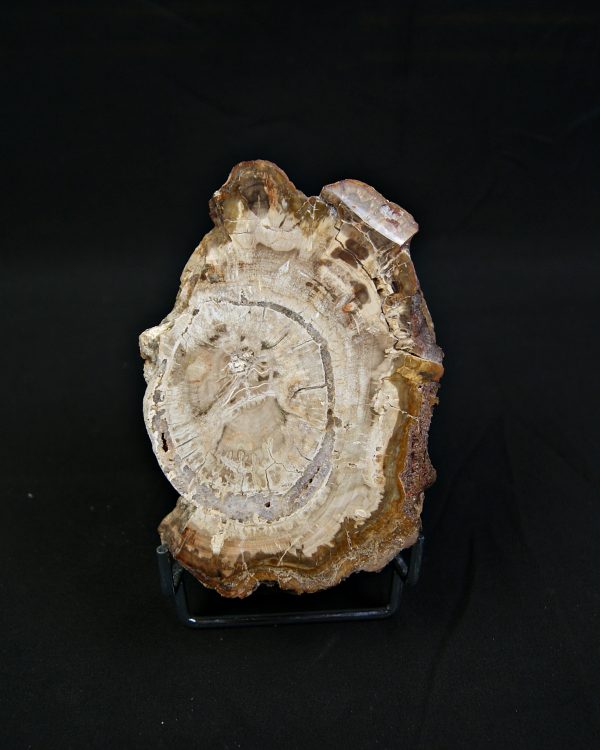 Madera fósil de conífera