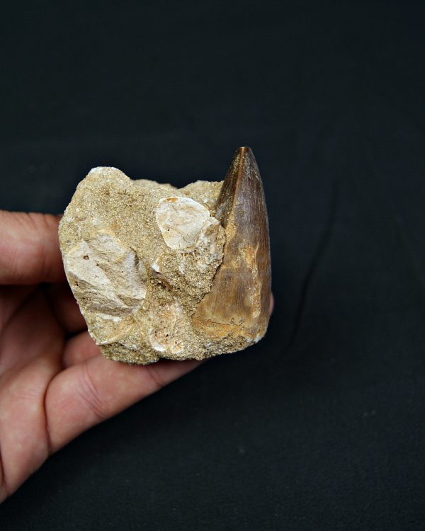 SONY DSC Diente fósil de Mosasaurus en matriz