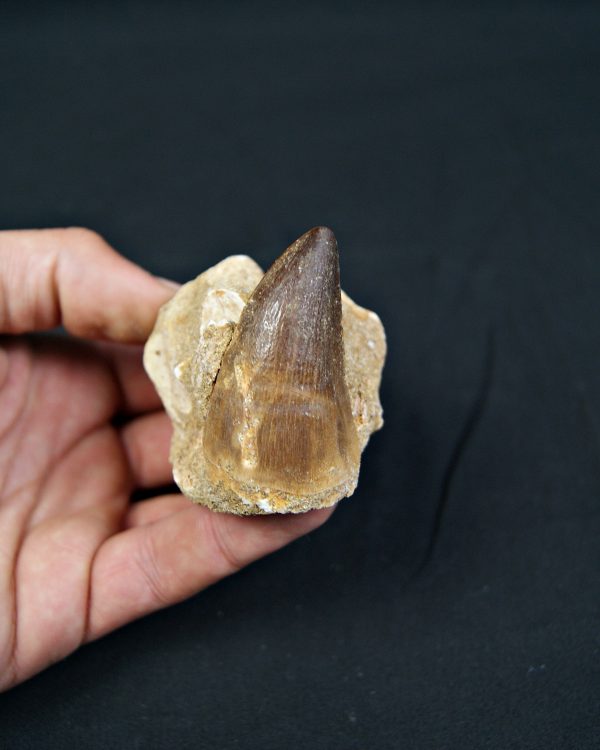 Diente fósil de Mosasaurus en matriz