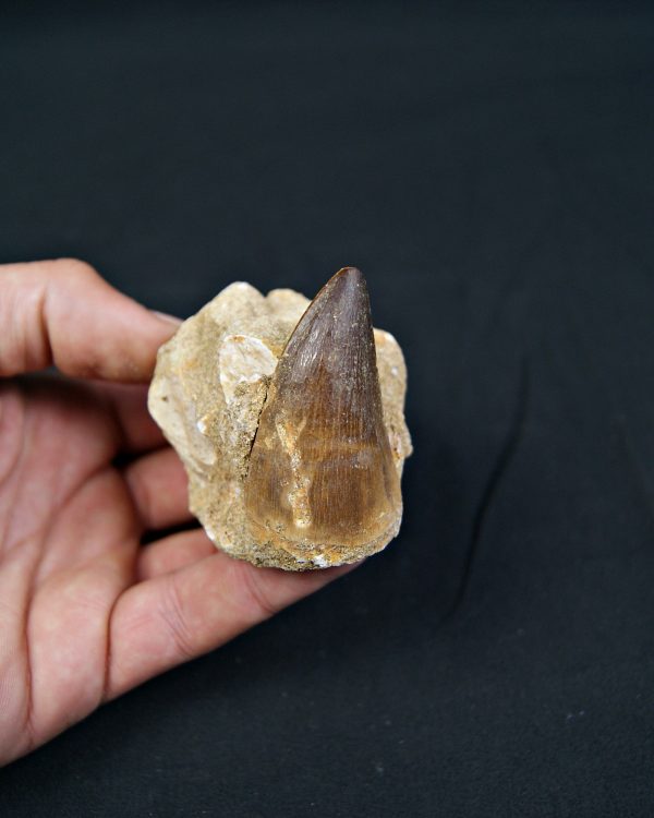 SONY DSC Diente fósil de Mosasaurus en matriz