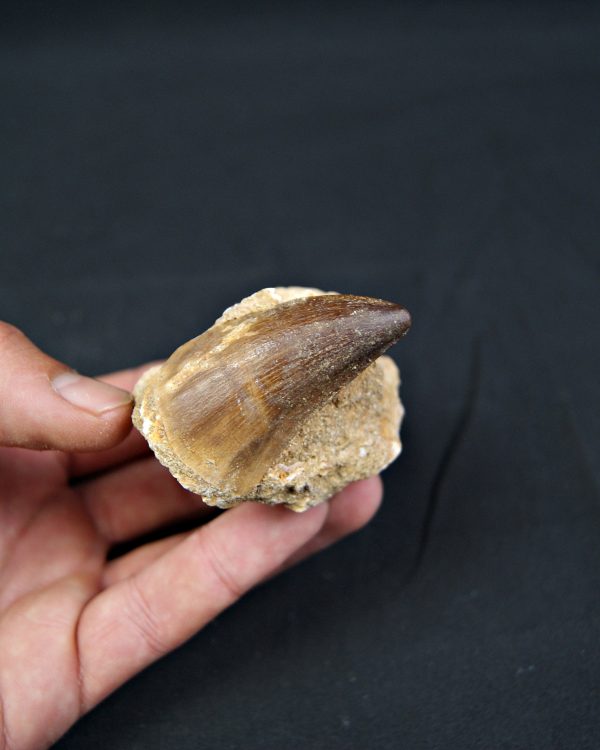 SONY DSC Diente fósil de Mosasaurus en matriz