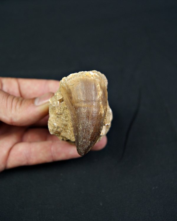 SONY DSC Diente fósil de Mosasaurus en matriz