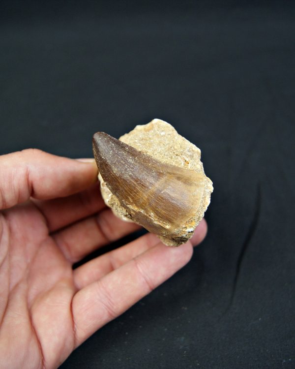 SONY DSC Diente fósil de Mosasaurus en matriz