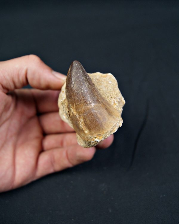 SONY DSC Diente fósil de Mosasaurus en matriz