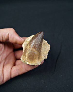 Diente fósil de Mosasaurus en matriz