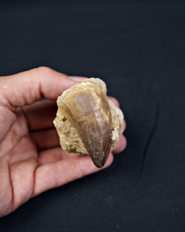 SONY DSC Diente fósil de Mosasaurus en matriz