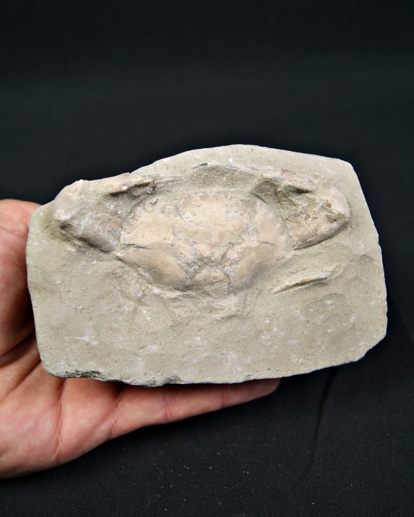 Cangrejo espinoso – Charybdis lucifer