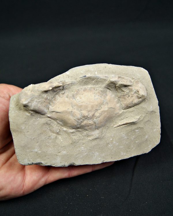 Cangrejo espinoso – Charybdis lucifer