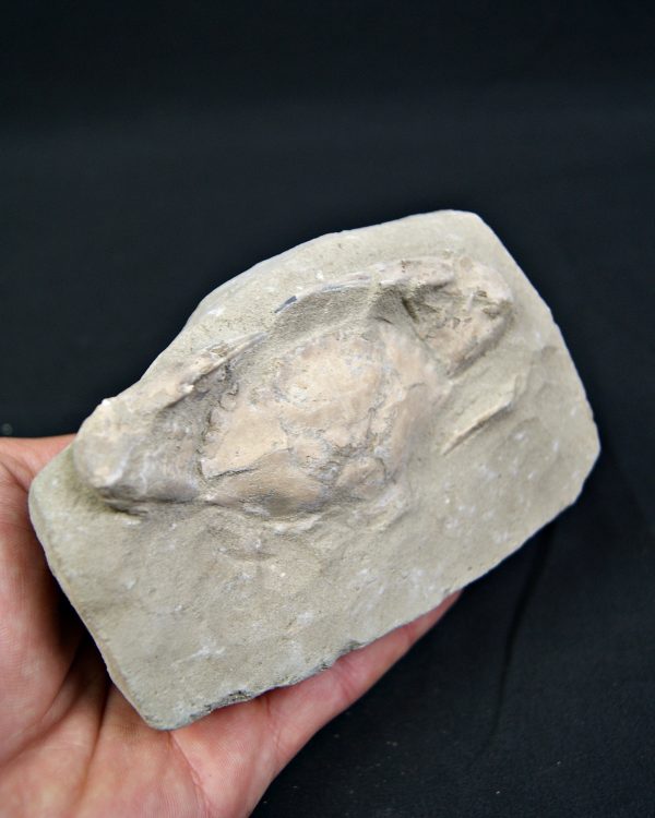 Cangrejo espinoso – Charybdis lucifer