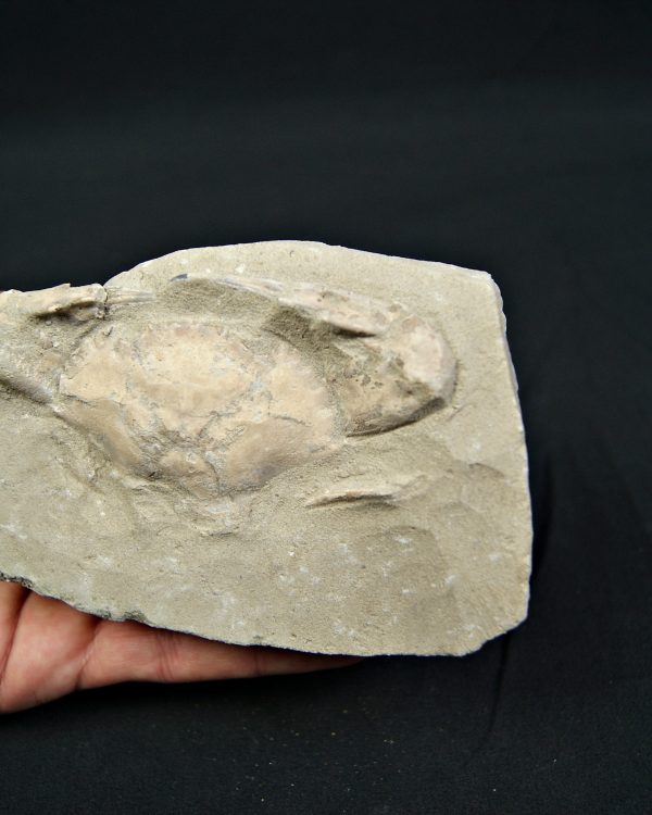 Cangrejo espinoso – Charybdis lucifer