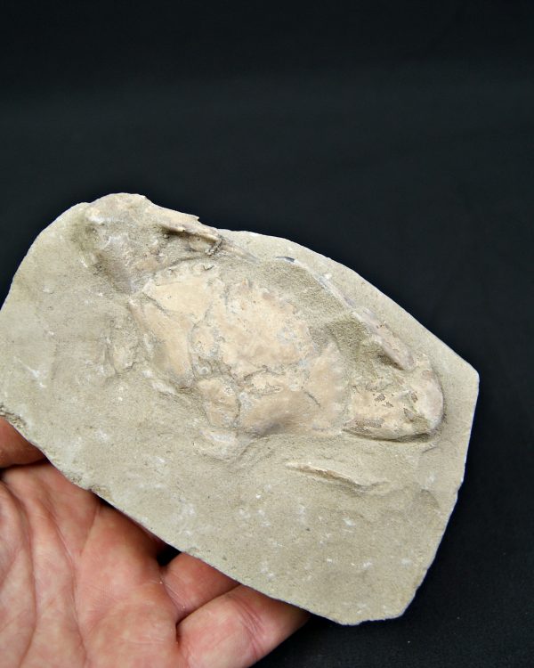 Cangrejo espinoso – Charybdis lucifer