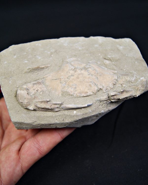 Cangrejo espinoso – Charybdis lucifer