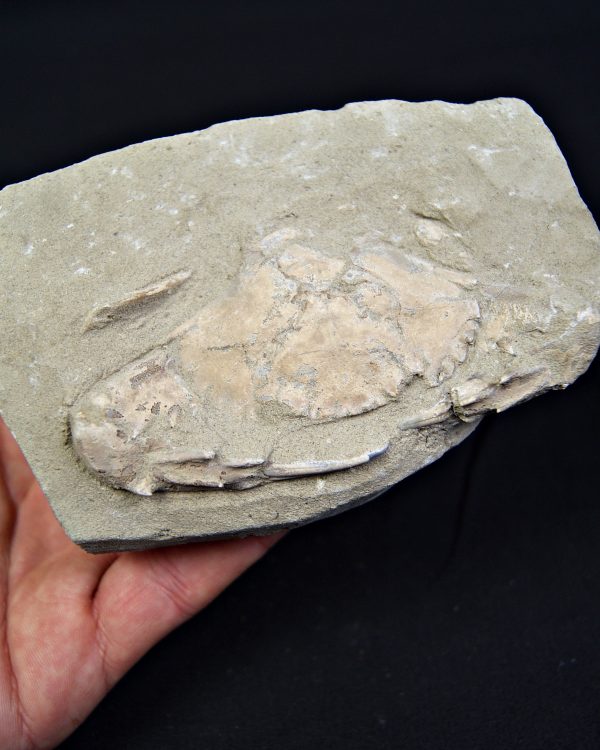 Cangrejo espinoso – Charybdis lucifer