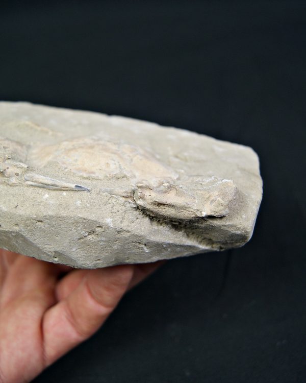 Cangrejo espinoso – Charybdis lucifer