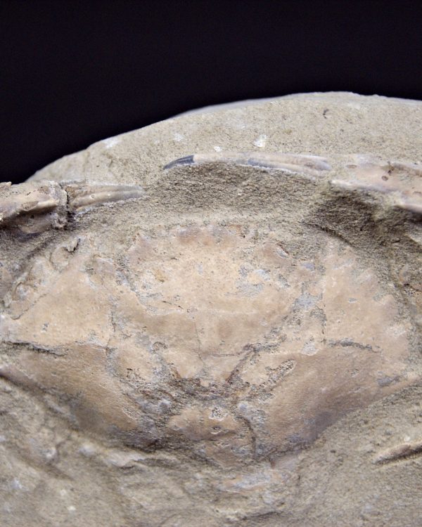 Cangrejo espinoso – Charybdis lucifer