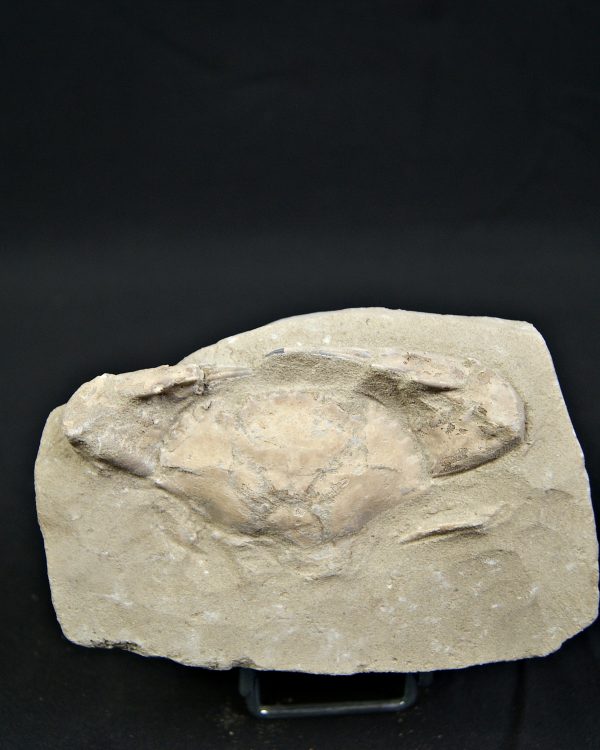 Cangrejo espinoso – Charybdis lucifer