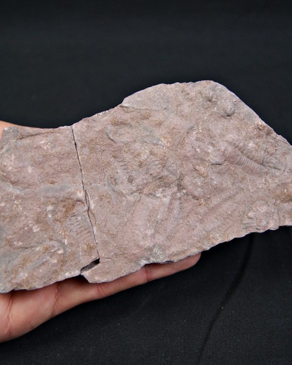 Placa de mortalidad con trilobites