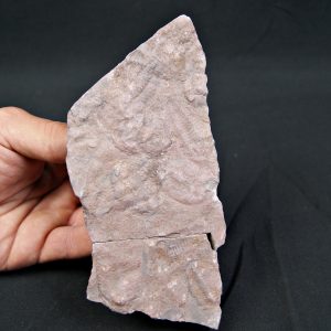 Placa de mortalidad con trilobites