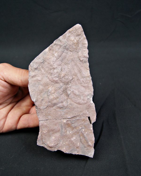 Placa de mortalidad con trilobites