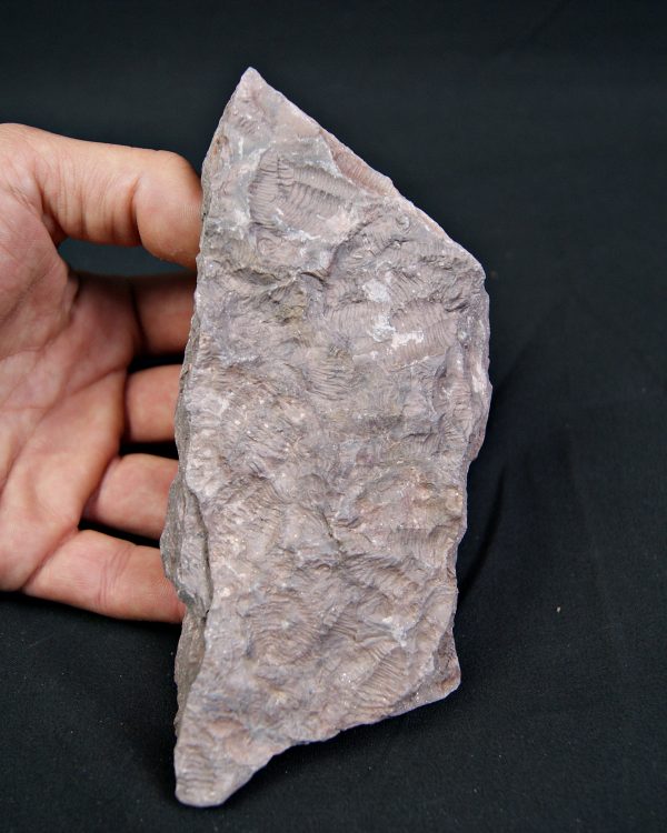 Placa de mortalidad con trilobites