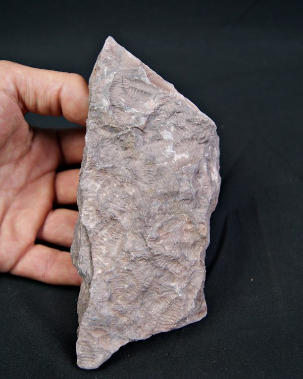 Placa de mortalidad con trilobites