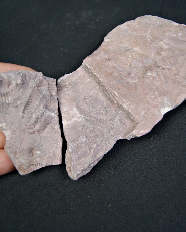 Placa de mortalidad con trilobites