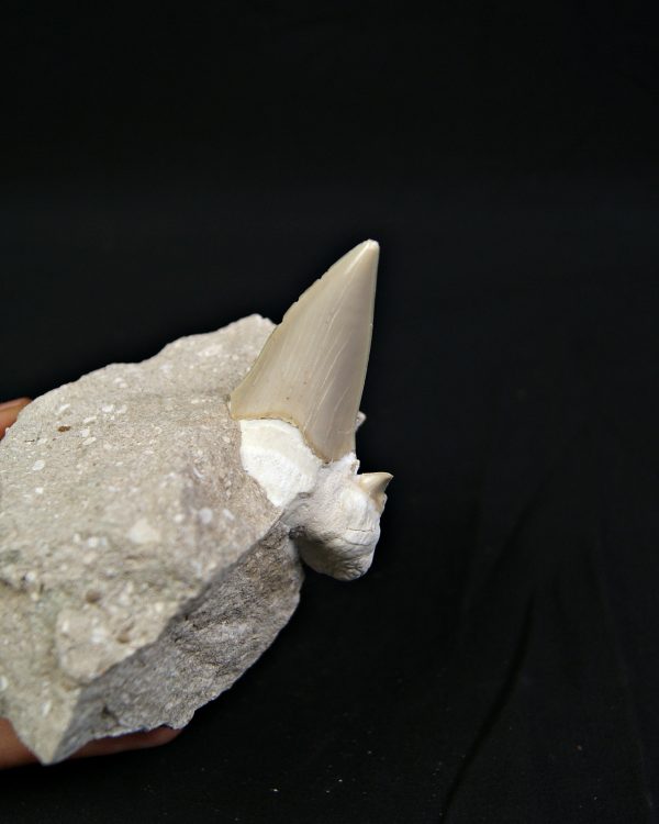 Diente de Otodus obliquus en matriz