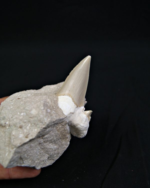 Diente de Otodus obliquus en matriz