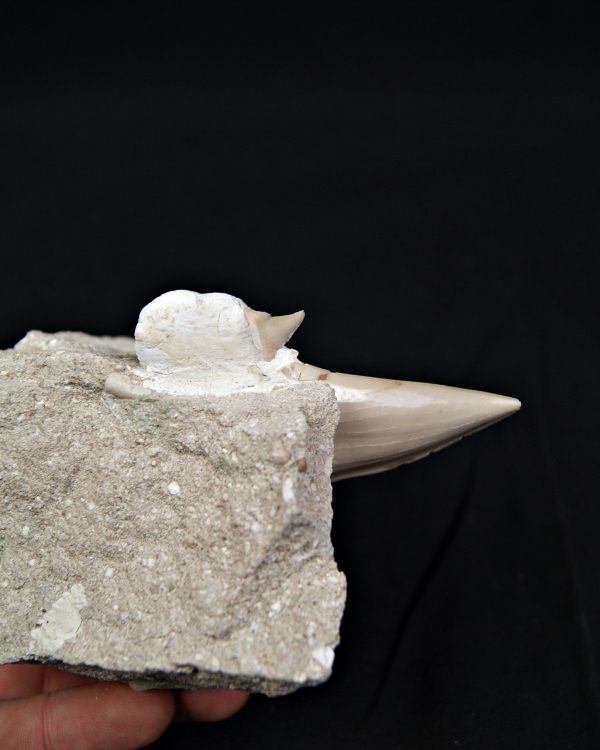 Diente de Otodus obliquus en matriz