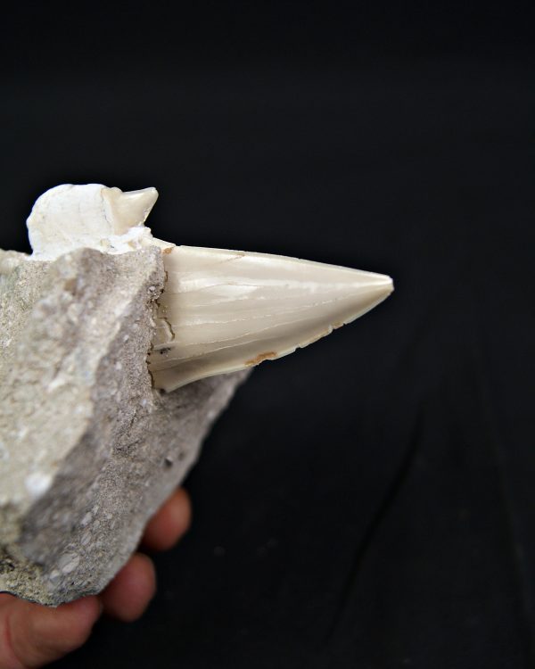 Diente de Otodus obliquus en matriz