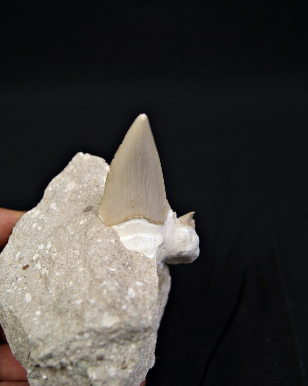 Diente de Otodus obliquus en matriz