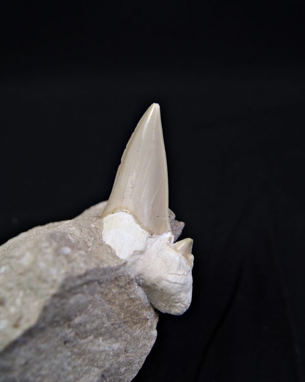 Diente de Otodus obliquus en matriz