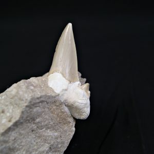 Diente de Otodus obliquus en matriz