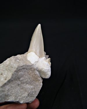 Diente de Otodus obliquus en matriz