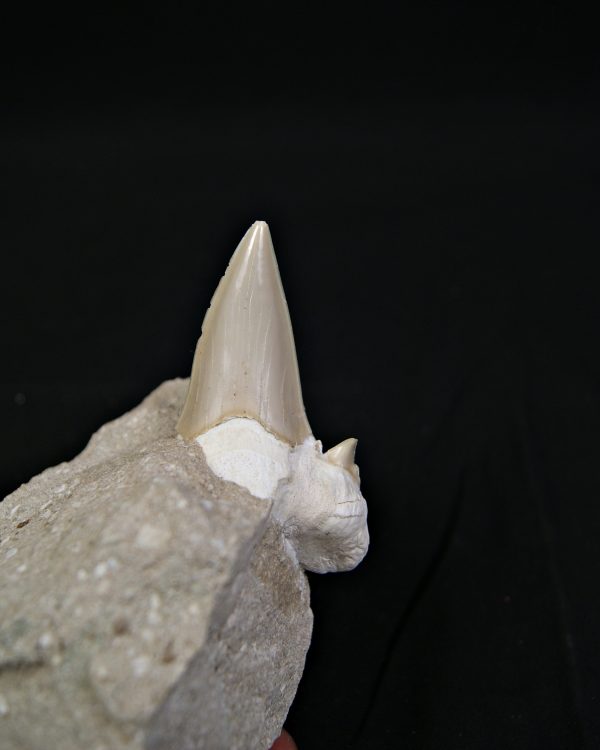 Diente de Otodus obliquus en matriz