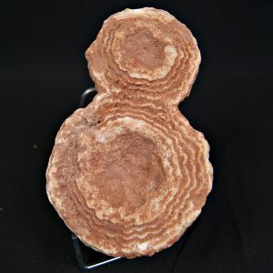 Estromatolito fósil de gran tamaño