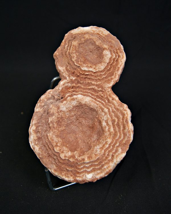 SONY DSC Estromatolito fósil de gran tamaño