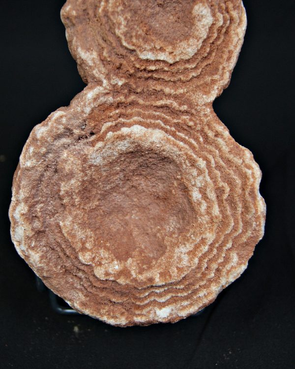 SONY DSC Estromatolito fósil de gran tamaño