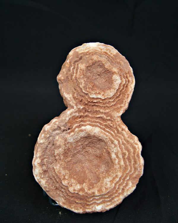 Estromatolito fósil de gran tamaño