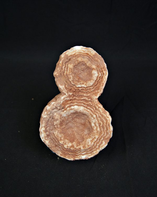 SONY DSC Estromatolito fósil de gran tamaño