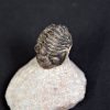 Trilobite Morocops ovatus