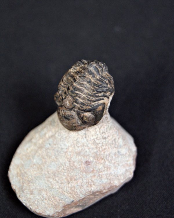 Trilobite Morocops ovatus