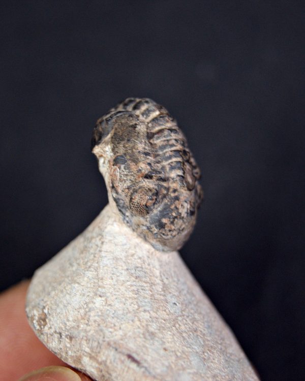 Trilobite Morocops ovatus